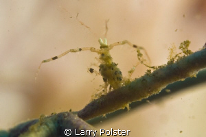 "NIB" ..not in the book. Very tiny crab or shrimp, not id... by Larry Polster 